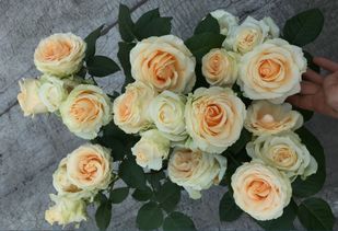 月季枝条折了还Neng救活吗？不急着剪，试试这些方法！