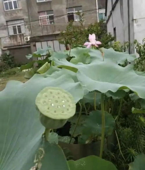 荷花种子如何种植？适合在池塘还是水缸里