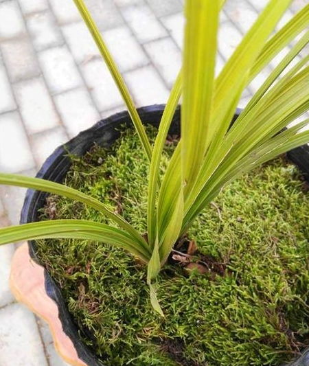 张大爷的养兰经验