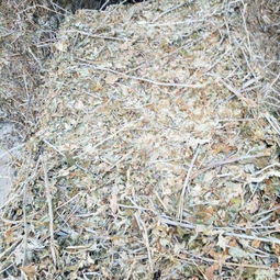 南阳艾草：大自然的馈赠，农民的宝库