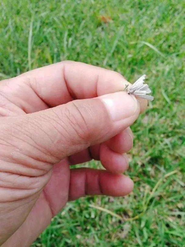 四月份的常见病虫害