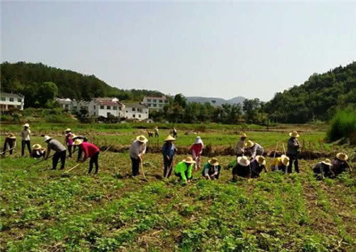 沙质土种植黄芪，反常识操作大揭秘！