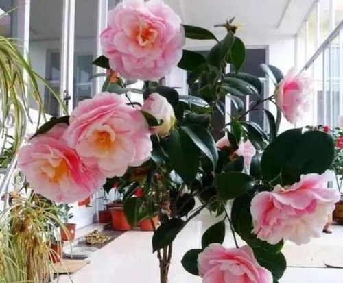“茶花打花苞，如何催其开花