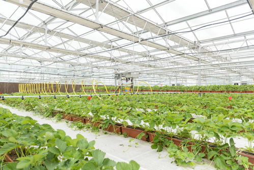 苹果树种植过程中，如何提高果实品质和产量