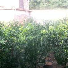 929苗木网：全国苗圃， 信息丰富