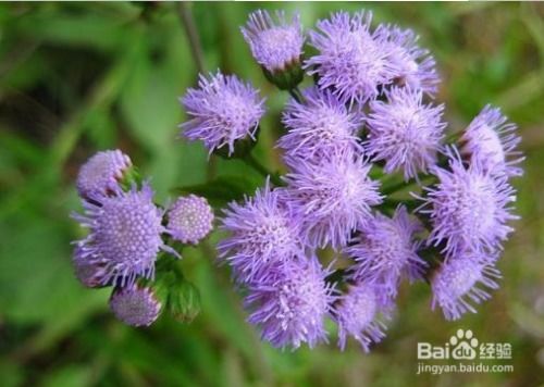 每天多少合适？藿香蓟的食用量揭秘