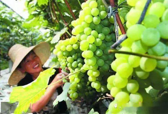病害防治，防范为主
