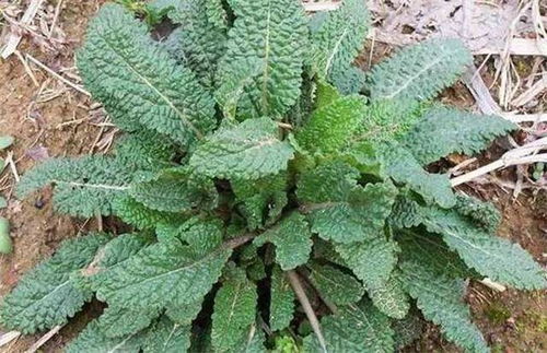 高温下的绿意，狗牙根了解一下