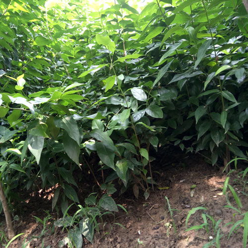 求购信息了解一下