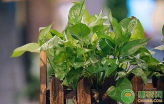 绿萝过冬， 三招保命，不怕冷风嗖嗖