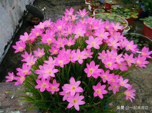 南方秋季种花指南：既美观又耐寒的花儿们