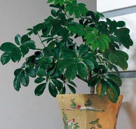 厨房：清新自然驱赶油烟