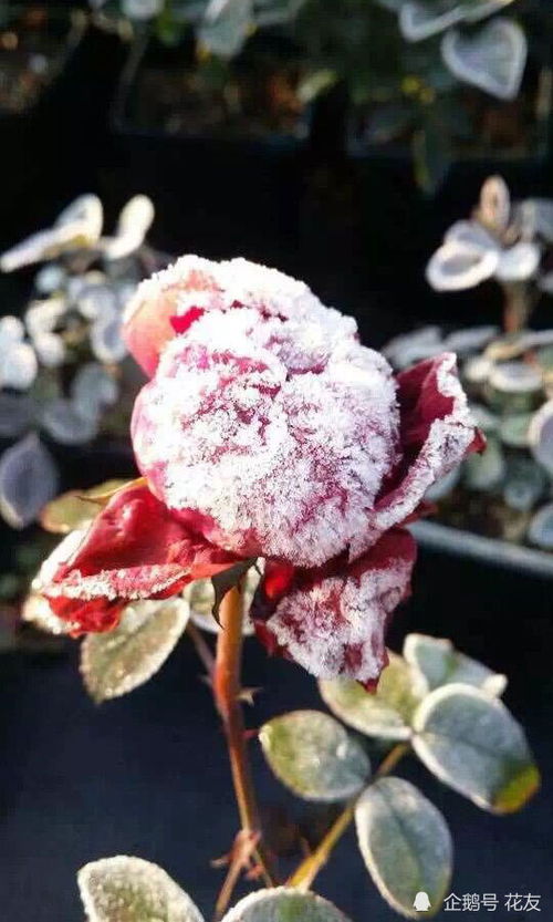 防寒保暖， 月季花的温暖港湾