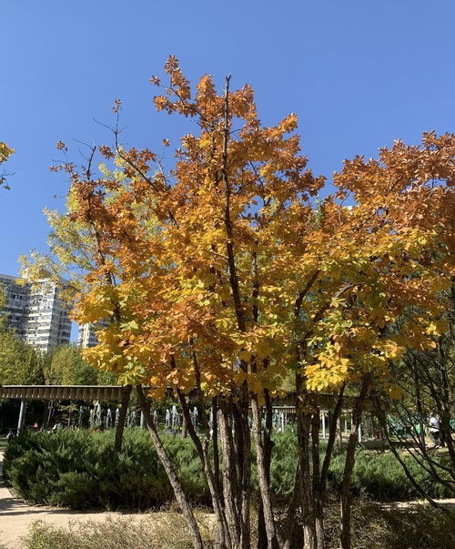 杨树：绿意盎然的守护者