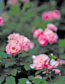 月季修剪， 时间与位置要讲究