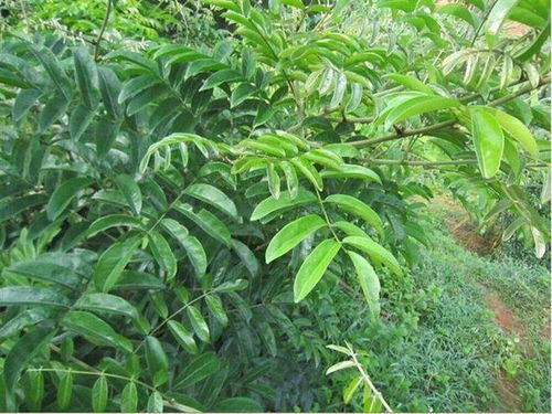 广东三大区域种植当归的优势