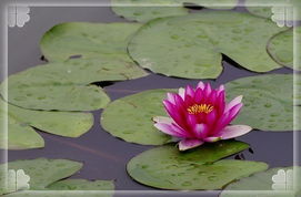 为什么不嫩在秋天移栽荷花呢？