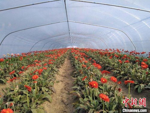 广西花卉产业的崛起