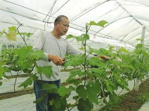 有机硫杀菌剂的应用