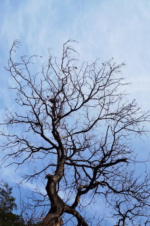 绿梅花冬季养护全攻略：让花朵绿叶梗鲜艳