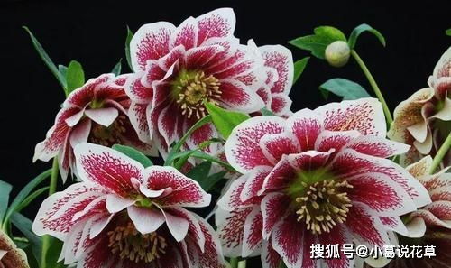 荷包牡丹：花型独特， 粉红色花朵
