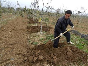 第四回：施肥， 营养跟上了苗木才Neng长得快