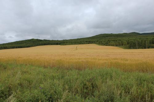 草原上的特殊植物