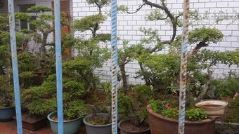 多肉植物与室内观叶植物：生命的强者