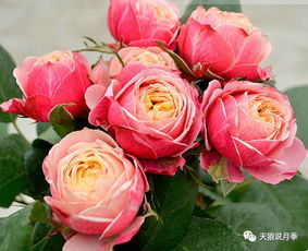 经典与流行的碰撞