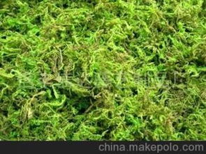 青苔净、 金叶苔草和金丝苔草的价格查询