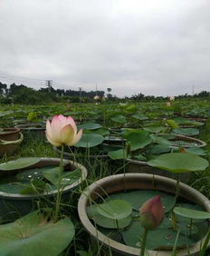 五月的荷花：花蕾初现