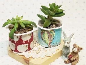 酸奶盒变多肉盆