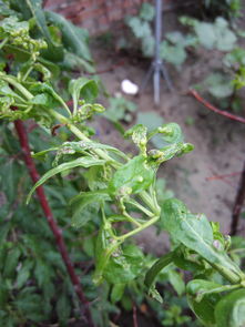 农药大战鸭舌草