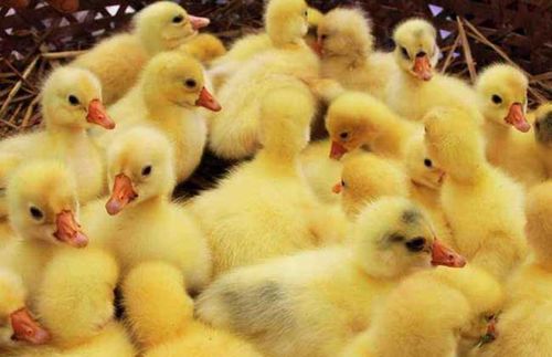 春季养殖秘籍：掌握关键技巧，让牲畜茁壮成长