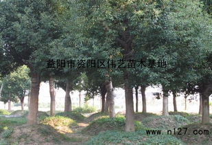 香樟苗非得春天播种吗？揭秘种子的脾气