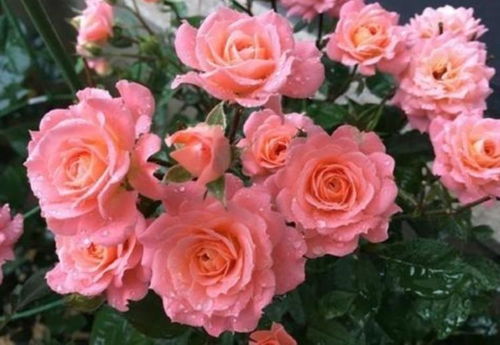 夏季高温，虫害防治