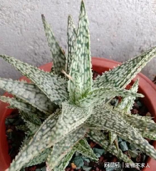 四季常绿植物中，哪些品种生长速度快