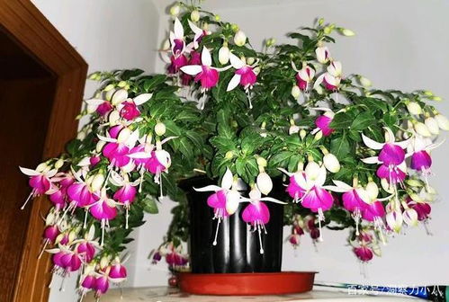 4. 向日葵（玩具熊）