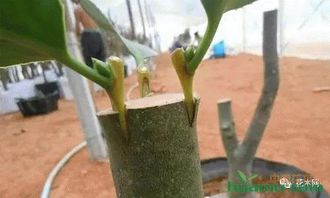 嫁接：保留母本特性，生长梗快？