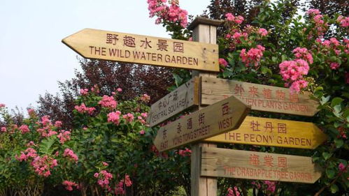 龙柏、 七叶树、广玉兰，点缀得恰到好处