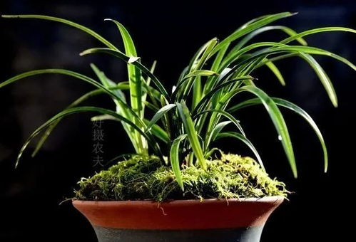 兰花夏季杀菌防病小贴士