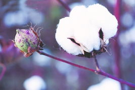 抖音热门视频：棉花脱叶剂效果惊人