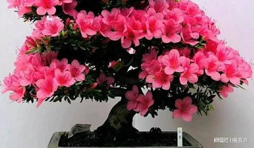 花卉生产准备：新手如何避免掉进常见坑？