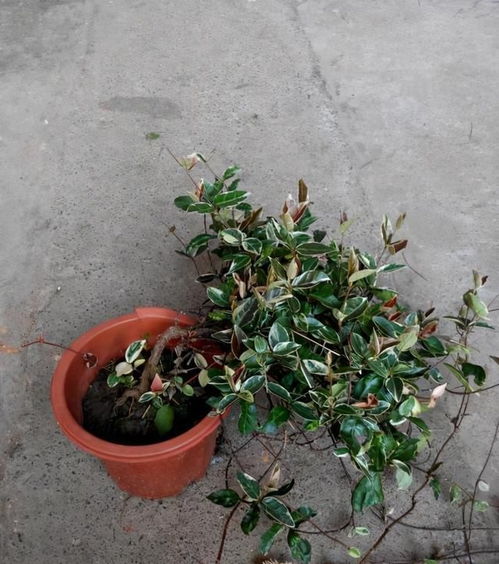 室内盆栽花木的浇水方法