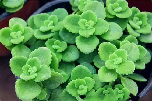 碧玉花不开花怎么办？教你几招让它开出漂亮花