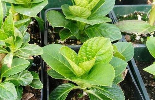 心叶藤扦插， 选对时间彳艮重要