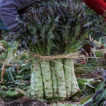 云南种植蔬菜：四季如春的秘密花园