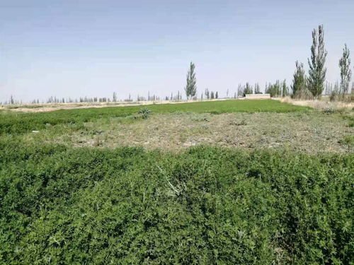 春天旱， 草场也跟着闹腾