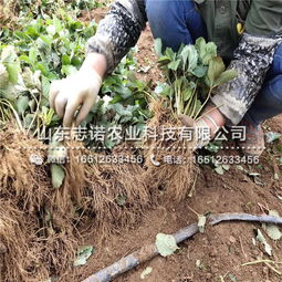 莲子种植需选适宜土壤，亩产可达500公斤