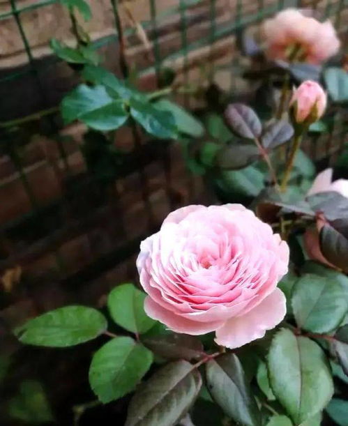 塑料盆：轻便易搬， 家庭种植首选